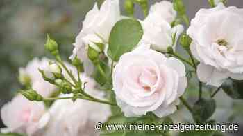 Rose in Kartoffel pflanzen: Mit Steckling einfach selber ziehen