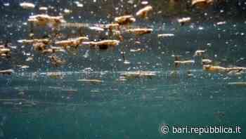 Alga tossica, torna l'allerta in Puglia: da Bari a Brindisi ecco i punti della costa dove è più diffusa - La Repubblica