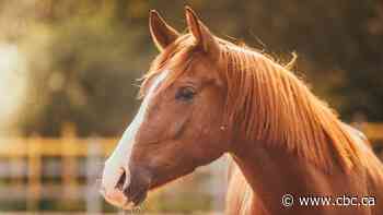 Lac du Bonnet man sues RM over horse's death - CBC.ca
