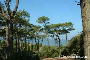 Saint-Brevin-les-Pins: is the Pierre attelée forest threatened by global warming? - US Sports - US Sports -