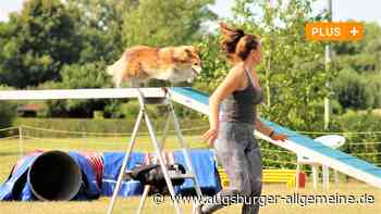 Durch Tunnel, über Brücken: Hunde messen sich im Hindernisparcours