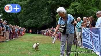 Tierisches Vergnügen bei Dackel- und Hunderennen