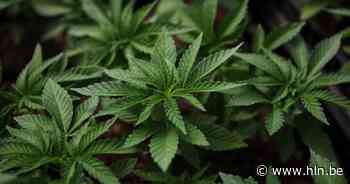Cannabisplantage van ca. 500 planten ontdekt in Maasmechelen tijdens onderzoek naar wietteelt - Het Laatste Nieuws