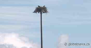 Ospreys make nest overlooking major Fredericton intersection - Global News