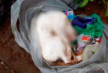 Animais estão sendo mortos por envenenamento no bairro Loiola - Lagarto Como eu Vejo