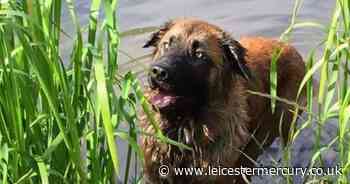 Vets warn of dangers for dogs near rivers and lakes this summer - Leicestershire Live