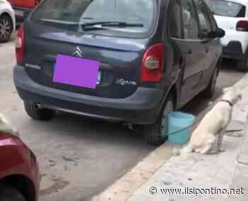 Manfredonia, cane con una corda legato ad un’auto: tempestivo intervento della Polizia Locale - ilsipontino.net