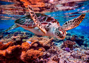 Australia protegerá la barrera de coral prohibiendo las minas de carbón - TN8