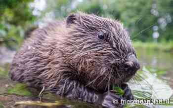 De bever is een ingenieur; hij regelt de nodige vernatting van het landschap - Friesch Dagblad