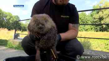 Animal Rescue Service redt jonge bever uit Demer in Werchter - ROB-tv