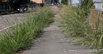 L'erba del Comune è la più alta - La Voce di Rovigo