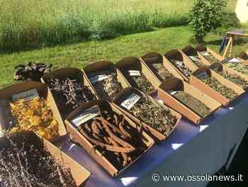 Nuovo logo e una nuova tisana per il Consorzio Erba Böna - OssolaNews.it