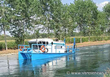 Dentro al Naviglio Grande tagliano l'erba - varesenews.it