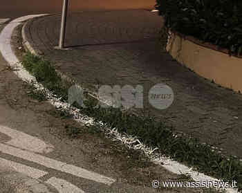 Striscia stradale copre erba: errore tecnico o iniziativa 'polemica'? (foto) - Assisi News