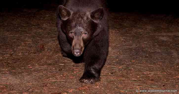 Woman Discovers Bear Chasing Family Dog in Backyard, Man Comes Outside and Goes Beast Mode