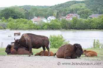 Minnedosa rallies to feed bison herd – Brandon Sun - The Brandon Sun