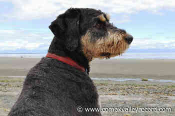 Five amazing things about dogs: BC SPCA - Comox Valley Record
