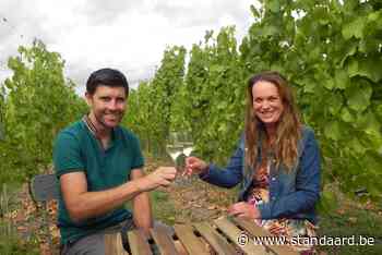 Wijngoed lanceert vier eigen wijntjes na drie jaar hard werken - De Standaard