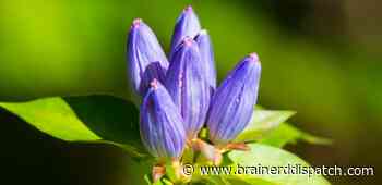 Ask the Master Gardener: Meet bottle gentian, one of Minnesota's unusual and beautiful native flowers - Brainerd Dispatch