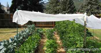 Ask a Master Gardener: Protecting plants from heat - NRToday.com