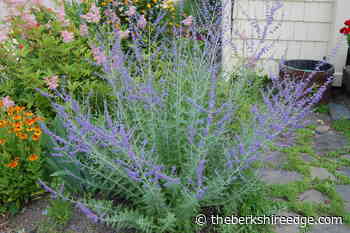 GARDENER'S CHECKLIST: Week of August 4, 2022 - theberkshireedge.com