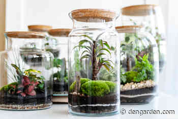Crafty Gardener Turns Simple Glass Jar Into A Gorgeous Home Grown Rainforest - DenGarden