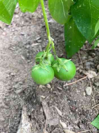 Maine Gardener: The thing about gardening? There are always surprises - Press Herald