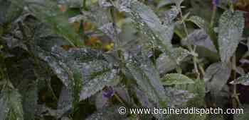 Ask the Master Gardener: Powdery mildew on ornamental plants unsightly but rarely fatal - Brainerd Dispatch