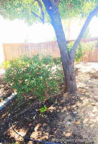 Placer County Master Gardener: Watering your garden during drought restrictions - Gold Country Media