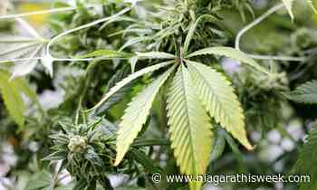 Grimsby looks to allow cannabis growing while reducing odour - Niagara This Week
