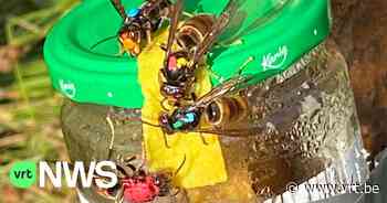 Nest van Aziatische hoornaars gevonden in 30 meter hoge populier in Lummen: "Verdelgen wordt nog een opdracht" - VRT NWS