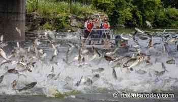 Massive flying carp frenzy triggered by researchers - For The Win