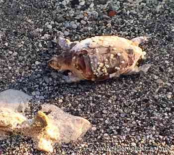 Trani, ritrovata carcassa di tartaruga ai piedi della villa - ilgiornaleditrani - Radio Bombo