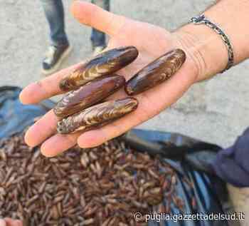 Trani, sequestrati 11 chili di datteri di mare: denunciati due sub "recidivi" - Puglia