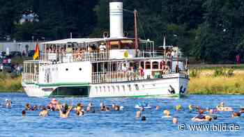 Elbeschwimmen: Rekord! 1800 planschen durch Dresden | Regional - BILD