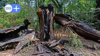 Unheimliche Baumbrandserie in Dresden: Polizei jagt irren Baumzündler - Dresdner Neueste Nachrichten