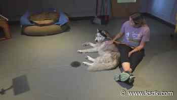 Four dogs rescued in St. Francois County after photo of injured dog goes viral - KSDK.com