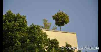 Grüne Architektur: Das verbirgt sich dahinter - CHIP Praxistipps