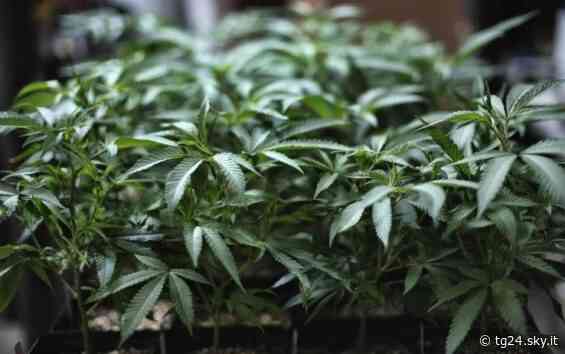 Carini, coltivazione di cannabis: arrestato uomo di 51 anni - Sky Tg24