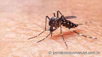 Aedes aegypti: Coromandel tem mais de 200 casos suspeitos de dengue. - Jornal de Coromandel