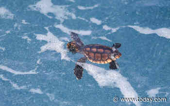 Rising temperatures are causing Florida sea turtles to be born female