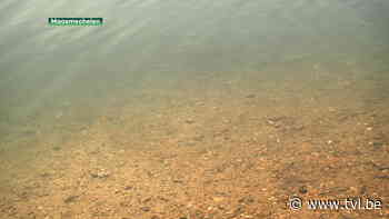 De schoonste plas van Vlaanderen ligt in Eisden - TV Limburg