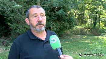 Strijd tegen Aziatische hoornaar stokt door geldgebrek - TV Limburg