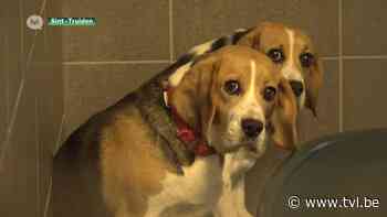 Dierenasielen overspoeld met coronahuisdieren - TV Limburg