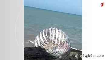 Baleia-jubarte é encontrada morta em praia da Grande Vitória - Globo