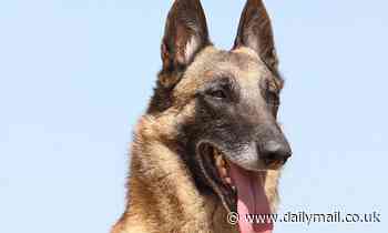 Why the long face? Humans CAN tell their dog's mood from its facial expression, research suggests 