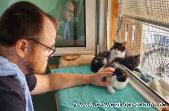 So läuft die Arbeit in der Katzenstation in Schwetzingen ab - Hockenheim - Nachrichten und Informationen - Schwetzinger Zeitung