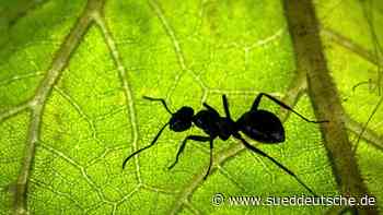 Wo es noch neue Ameisenarten zu entdecken gibt - Süddeutsche Zeitung - SZ.de