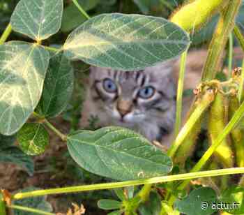 Lauragais : la mairie d'Escalquens lance une campagne de capture de chats errants - La Voix du Midi Lauragais
