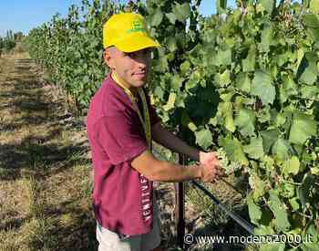 Coldiretti Modena: al via vendemmia con -10% produzione - Modena 2000